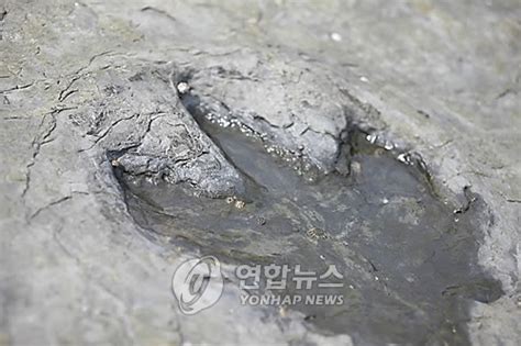 경남 고성군 공룡 발자국 남은 상족암 청소작업 마쳐 나무뉴스