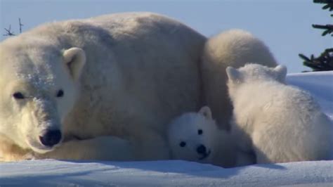 Here's a video of polar bear cubs getting their first peek at the world ...