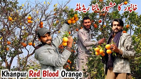 Famous Red Blood Orange Of Khanpur MB Vlogs YouTube