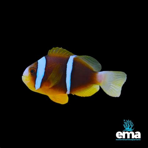 bluestripe clownfish smart fish tanks