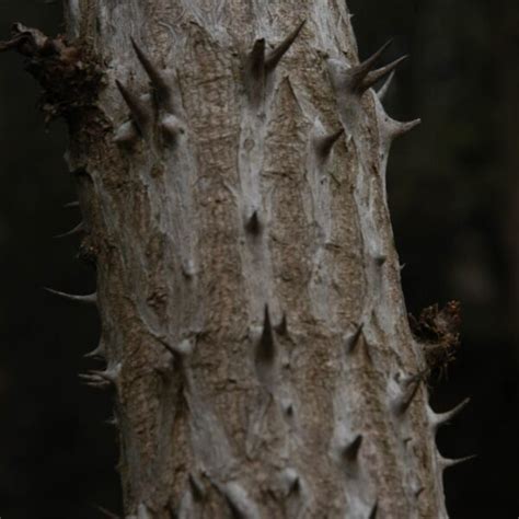 Aralia Spinosa 3 Devil S Walking Stick Scioto Gardens Nursery