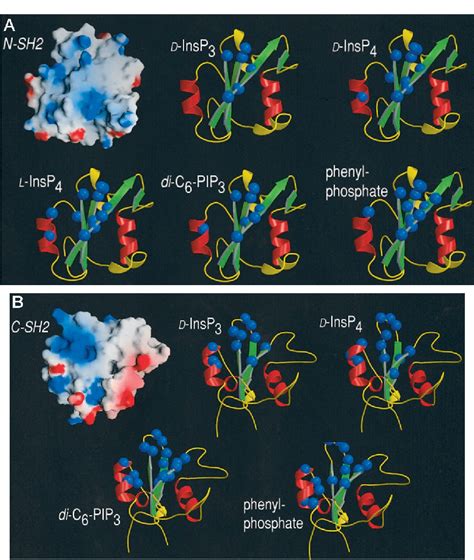 Figure From Structural And Biochemical Evaluation Of The Interaction