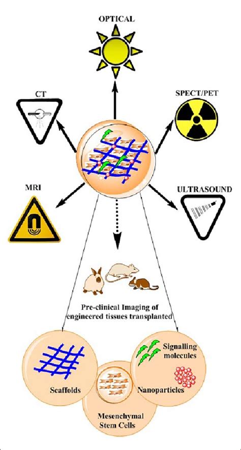 Imaging techniques with applications in bone tissue engineering ...