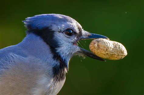 american blue jay portrait stock photo  image  animal
