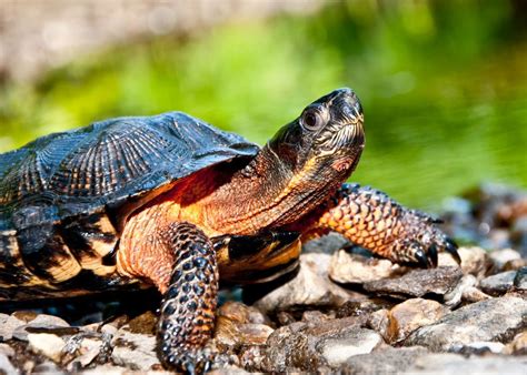 Wild Profile Meet The Wood Turtle Cottage Life