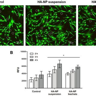 Cell Viability And Metabolic Activity A Live Dead Cell Staining