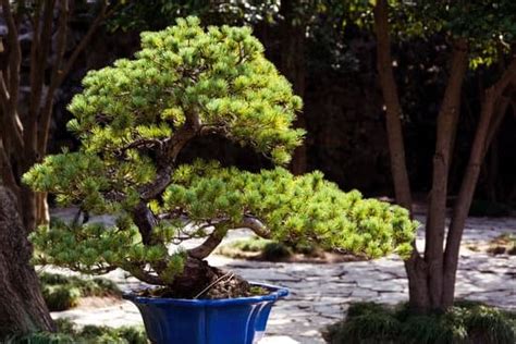 Come Si Cura Bonsai Ficus Banjamin Mondo Bonsai