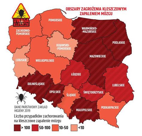 Inwazja kleszczy Zobacz na MAPIE gdzie jest ich najwięcej