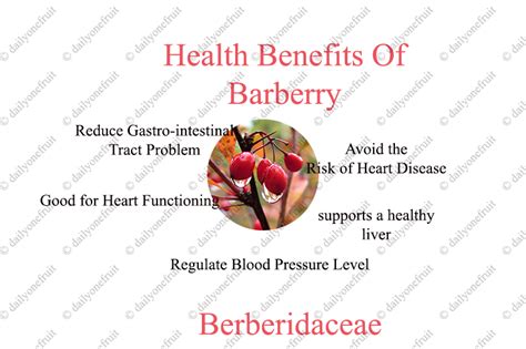 Interesting Health Benefits Of Barberry Dailyonefruit