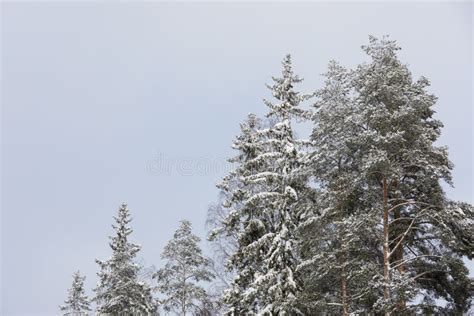 Calm Cloudy Winter Day And Treetops Covered In Snow Stock Image - Image ...