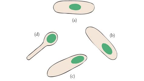 Differential And Structural Staining Flashcards Quizlet