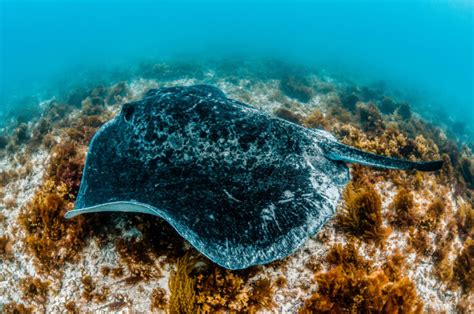 Biggest Stingray Ever Recorded - American Oceans