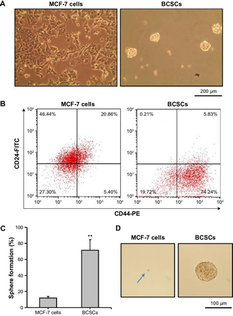 Isolation And Characterization Of Bcscs Notes A Morphology Of Mcf 7 Download Scientific