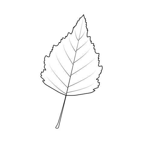 Birch Leaf outline.For icon logo on white background. 10411485 Vector ...