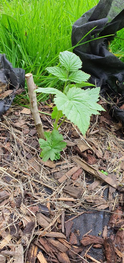 Is this raspberry growth or just a weed that's popped up? : r