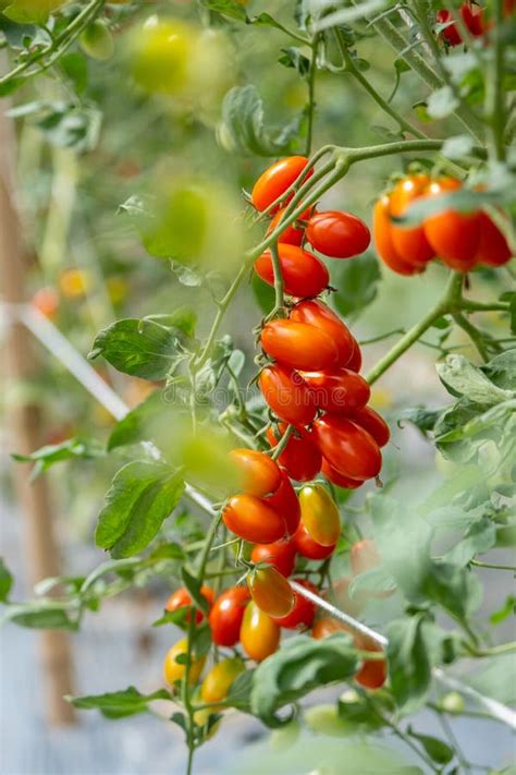 Red Cherry Tomato On Vine In Agricultural Garden Stock Image Image Of