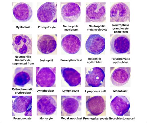 Representative Images Of The Classified Cell Types Download