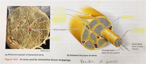 Nerve Connective Tissue Diagram Quizlet