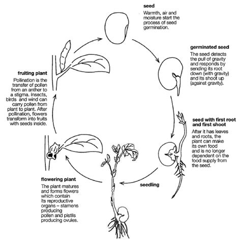 Mustard Seed Plant Life Cycle