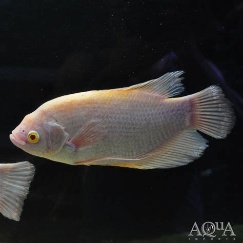 gourami fish