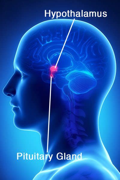 Hypothalamus - Hormones Australia