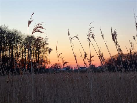 Meadow Field Grass Free Photo On Pixabay Pixabay