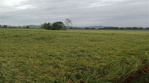 Nueva Ecija farmer grieves as “Karding” destroys his rice fields