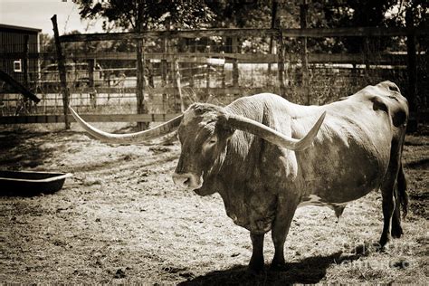 Texas Longhorn Bull Side View In Sepia 3091 01 Photograph By M K Miller Fine Art America