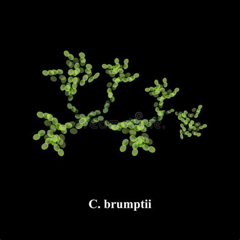 Pathogene Cryptococcus Van De Gistpaddestoel Neoformans Stock