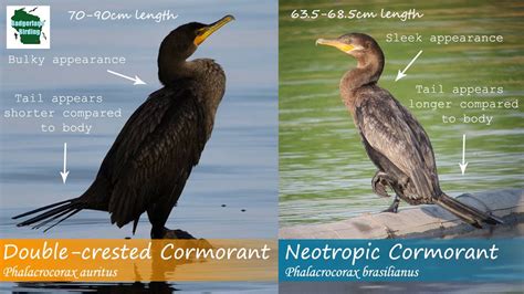 Double Crested Cormorant Juvenile