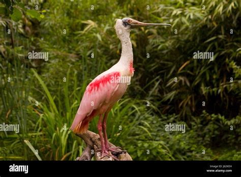 bird birds pink bird birds beak beaks pink rosalffler schreitvogel ibiss lffler Stock Photo - Alamy