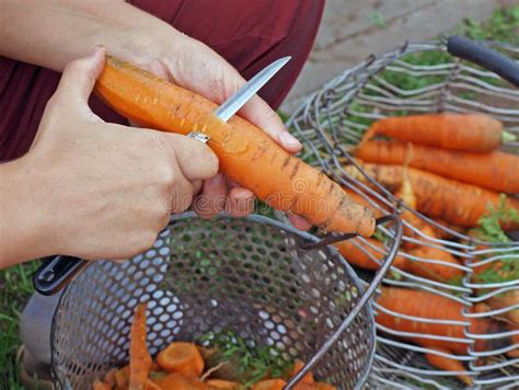 Peeling Carrots Stock Photo Image Of Vegan Nutrition 26318570