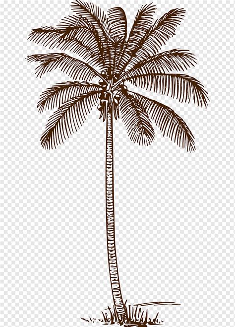 Palm Tree With Coconuts Drawing