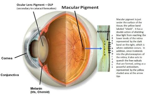 Blue Light Therapy Macular Degeneration Shelly Lighting