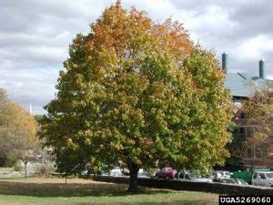 The Best Maple Trees to Grow in Virginia - PlantNative.org