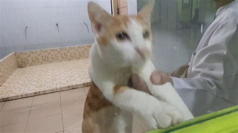 Kucing Penjaga Mesjid Youtube