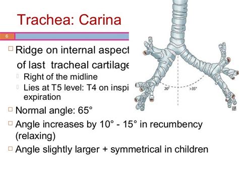 Carina Anatomy - anatomy diagram source