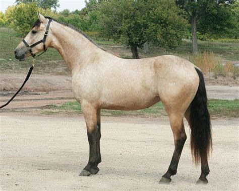 I'm such a sucker for a buckskin horse (1/2 Friesian 1/2 Paint apparently?) Dun Horse, Horse ...