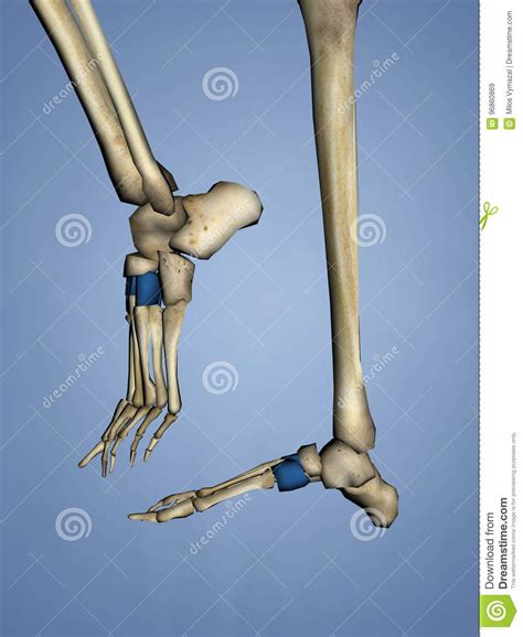 Cuneiform Bones, 3D Model Royalty-Free Stock Photo | CartoonDealer.com #96860985