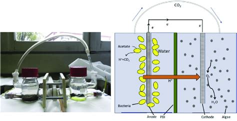 Pbi Based Photosynthetic Microbial Fuel Cell Pmfc Download Scientific Diagram