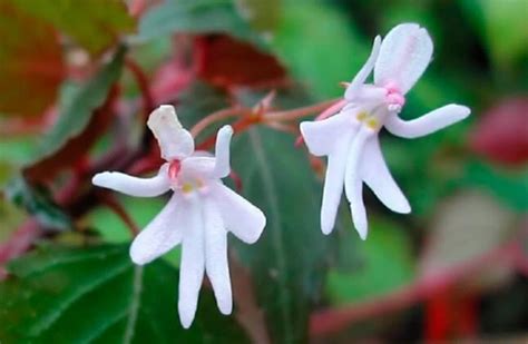 Комнатные цветы редкие - 58 фото