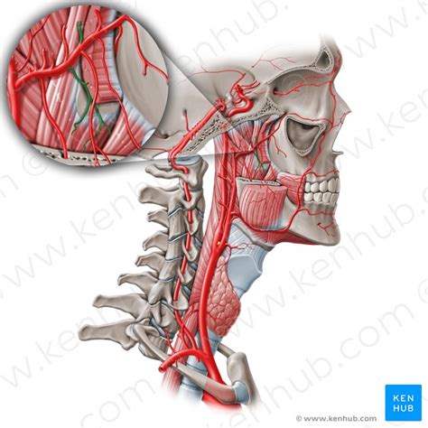 Lateral pterygoid: Origin, insertion and function | Kenhub