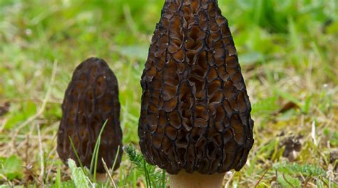 Types Of Morel Mushrooms Discover The Different Varieties Foraged