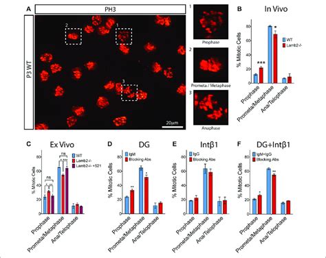 β2 Containing Laminins Regulate Rpc M Phase Progression Via Dg A