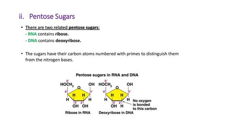 5 Nucleic Acids Lecture Ppt Download