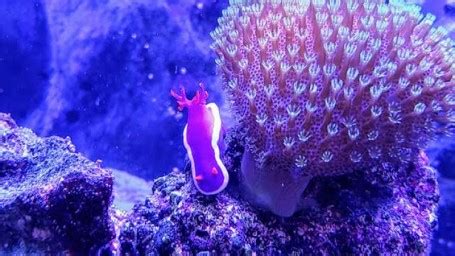 Purple Sea Slug saltwater Invertebrate Species Profile - Chromodoris sp ...