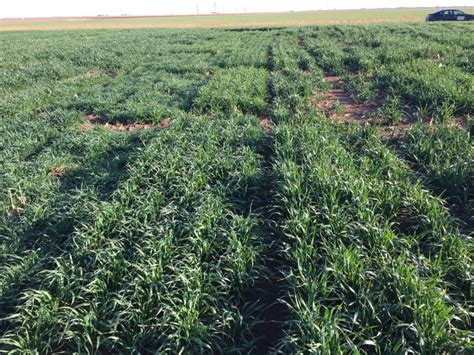 Later Winter Oats To Bridge Forage Shortfall Texas Row Crops Newsletter