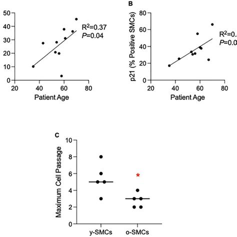 Cellular Senescence Increases With Age In Smooth Muscle Cells SMCs