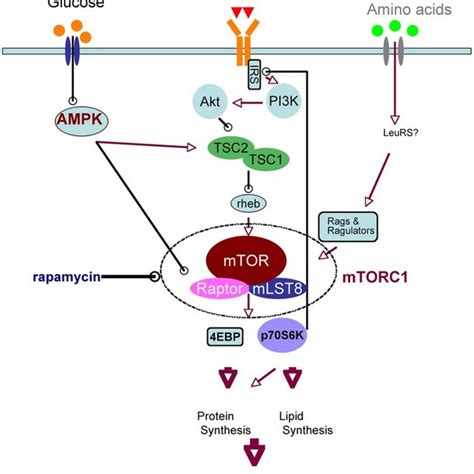 Simplified Schematic Of Upstream And Downstream Mtorc1 Signaling