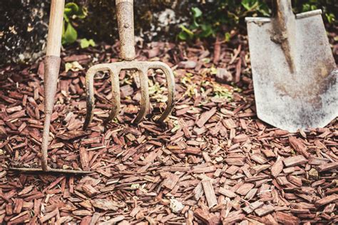 Astuces Pour Supprimer Les Ronces Naturellement Paroles De Jardiniers